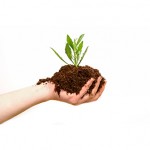 Soil Fertilizers